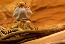 bearded dragon